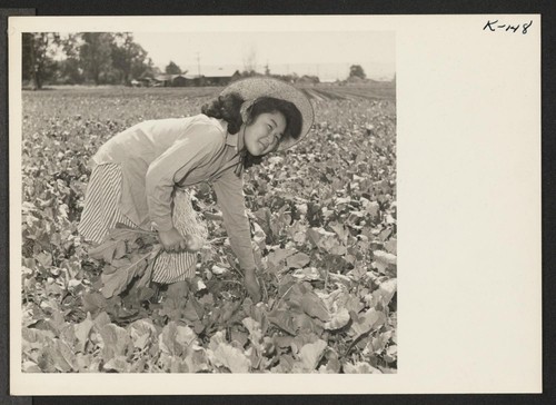 Miss Alice Uchiyama, daughter of Mr. and Mrs. Katsuzo Uchiyama, recent relocatees from Poston Center, pulling turnips on the vegetable