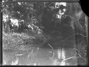 Cattle at the watering place, Antioka, Mozambique, ca. 1901-1907