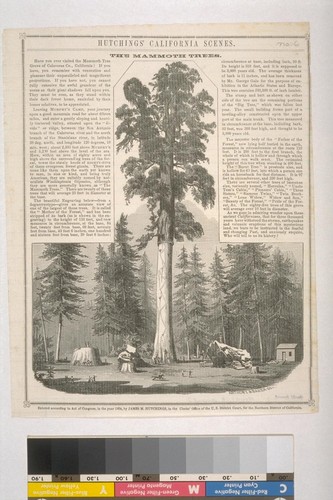 Hutchings' California Scenes. The Mammoth Trees