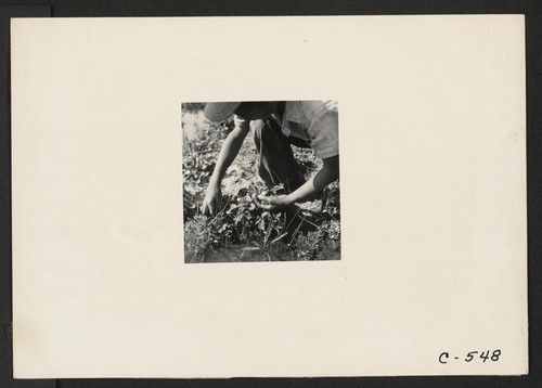 Florin, Calif.--Picking strawberries in irrigated field a few days prior to evacuation from this area of residents of Japanese ancestry. Photographer: Lange, Dorothea Florin, California