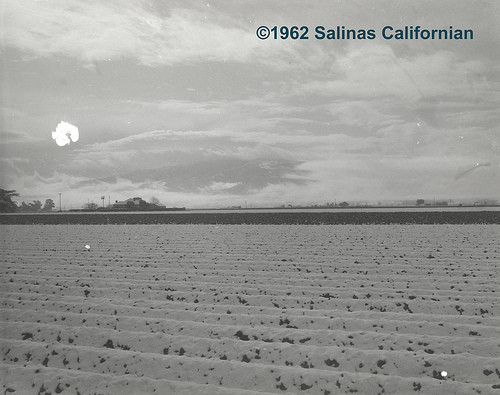 H.M. (Si) Mann Broccoli Field near the Salinas Valley Memorial Hospital, under snowfall, Salinas, California, Ph.512, ©1962 Salinas Californian