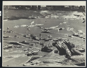 Multiple alligators in water at Los Angeles alligator farm, ca.1900