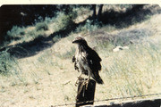 Red-tailed hawk raised by Jon Swenson in Topanga, California