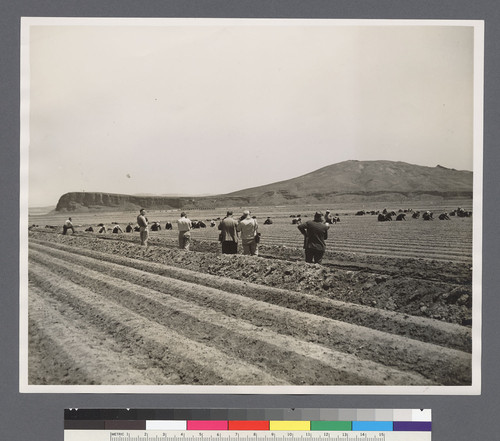 [Photographers watching agricultural workers]