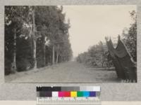 Blue Gum and cypress on the Power ranch with burlap shields to protect lemon trees where failures have left gaps in the windbreak. Metcalf. September 1928