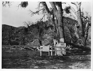 Grave of Peter Lebec in a copse of gnarled trees at Fort Tejon