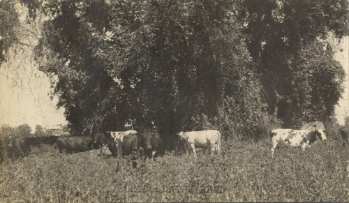 Chico dairy cows