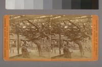 Old Mammoth Grape Vine