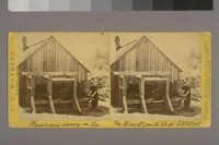 (Ferdinand shoeing an Ox. The Blacksmith Shop S. V. W. W.)