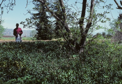 Julio Daniels (Ph.D. Candidate from Brazil) examining Vinca major for viruses, Uvas Creek, Gilroy