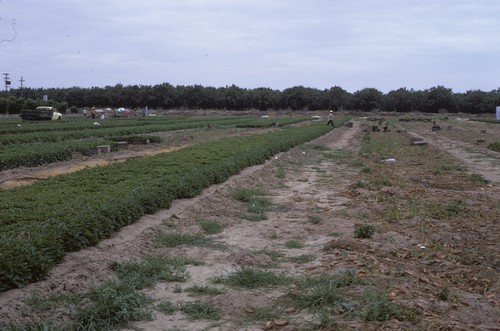 Sweet potato seed bed, Livingston, California