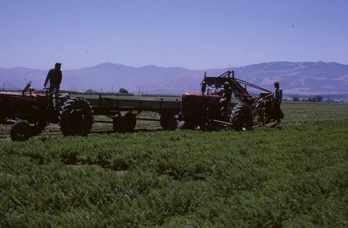 Carrot harvester, in Salinas Valley