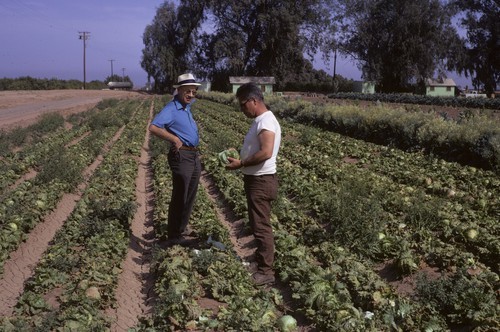 Wes Bohn (1), USDA plant breeder, and Ken Kimble in lettuce field, near Brawley