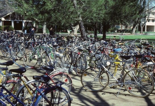 Bikes parked, near Olson Hall