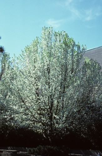 Bradford pears in bloom, Wickson Hall