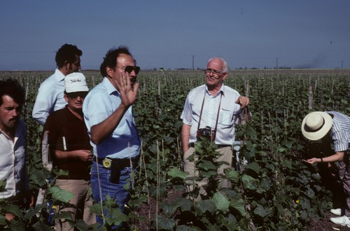 A.O. (Al) Paulus (2nd from right) in cucumber field at Culiacan, Mexico