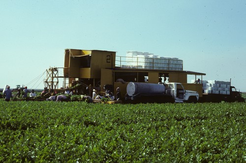 Celery harvest machine, Belle Glade, Florida