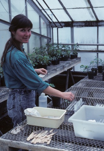 Sue Sim (Staff Research Associate) doing sap transmission assays in greenhouse