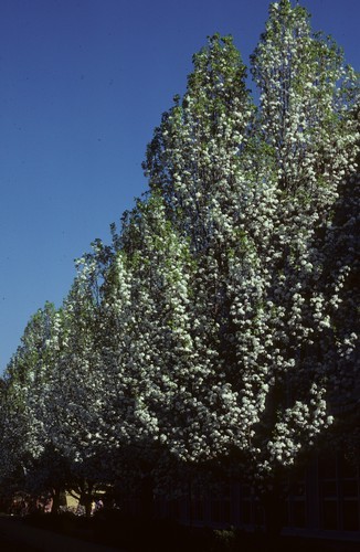 Bradford pears in bloom, Wickson Hall