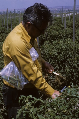 Ken Kimble (research technician, UCD) in tomato field at Chula Vista