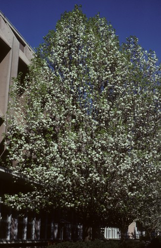 Bradford pears in bloom, Wickson Hall