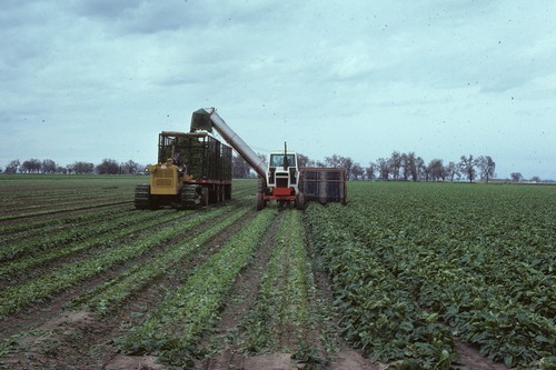 Spinach harvester, north of Woodland