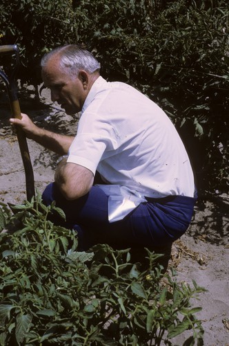 A.O. (Al) Paulus, (Cooperative Extension Specialist, UC Riverside) in tomato field at Chula Vista