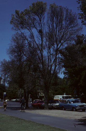 Ash Tree, Russell and Howard Way, plant bug defoliation