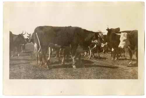 Herd of cattle, circa 1924