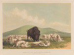 Buffalo hunt, white wolves attacking a buffalo bull