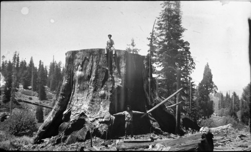 Giant Sequoia Stump, Chicago Stump