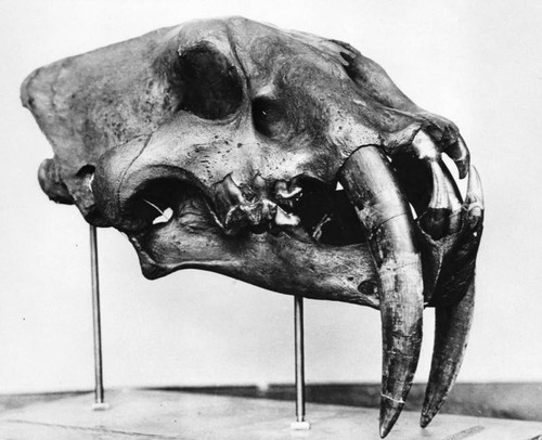 Skull recovered from tar pits