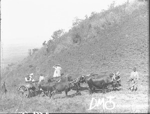 Ox-drawn cart on the road to Paleron, Valdezia, South Africa, ca. 1896-1911
