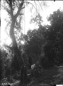 Orange grove, Lemana, Limpopo, South Africa, ca. 1906-1907