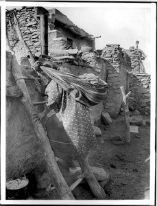 Hopi Indian woman mounting the ladder to her dwelling, ca.1900