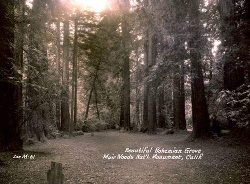 Bohemian Grove in Muir Woods, 1935 [postcard negative]