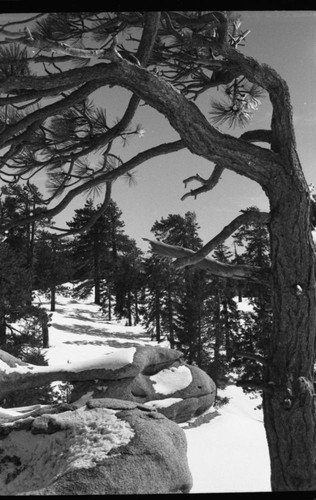 Jeffrey Pine, Winter Scenes