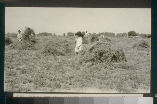 No. 198. Making hay on allotment 214 owned by Mr. Hull, August 14, 1923