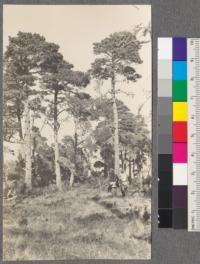 Bishop Pine (Pinus muricata), Inverness, Point Reyes Peninsula, Marin County, California. October 1914