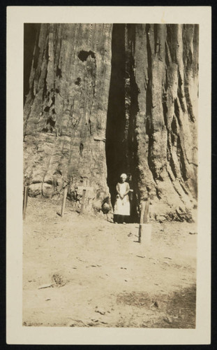 Woman standing next to redwood trees