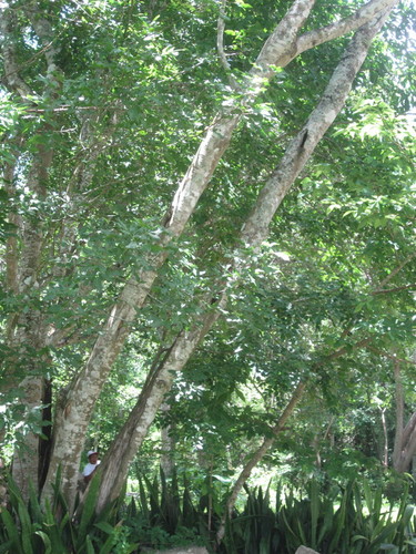 San Juan Koop forest around hacienda remains 02