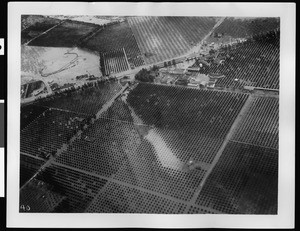 Aerial view of flooded orchards in Buena Park, 1938