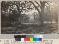 Some of the fine oaks which give the name to White Oak Flat on the Santa Barbara National Forest. This can be made accessible by the building of about 1/4 mile of road from the highway up Santa Ynez river. A hole in the river about 1/2 mile away can be used for swimming until a pool is built. Metcalf. November, 1928