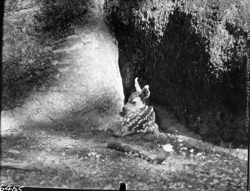 Deer, Mule Deer fawn hiding in crack in granite