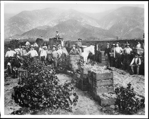 Portrait of grape-pickers on Hastings Ranch, near Pasadena, California, ca.1898