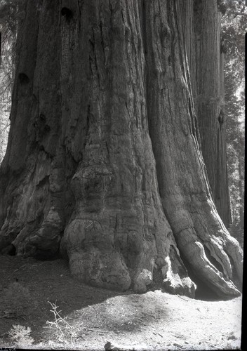 General Sherman Tree, Old photos of base area