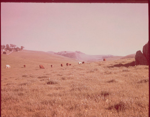 Photograph of cows grazing on the Hauschildt Ranch site