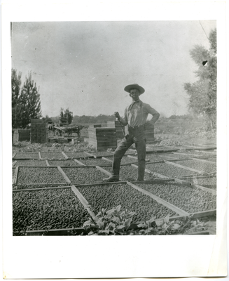 Farmhand standing on trays of prunes drying in the sun