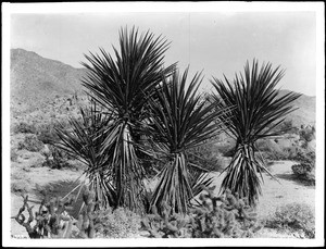 Yucca Mojaviensis, native yucca palm of the Mojave Desert