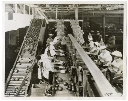 Women workers at the grading bench in a southern California orange packing house